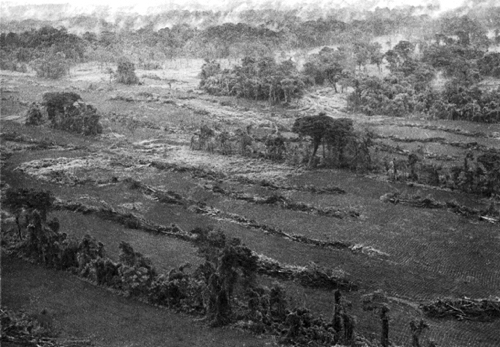 Desmonte en la selva de Uxpanapa